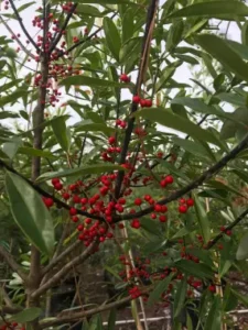 tree risk assessment