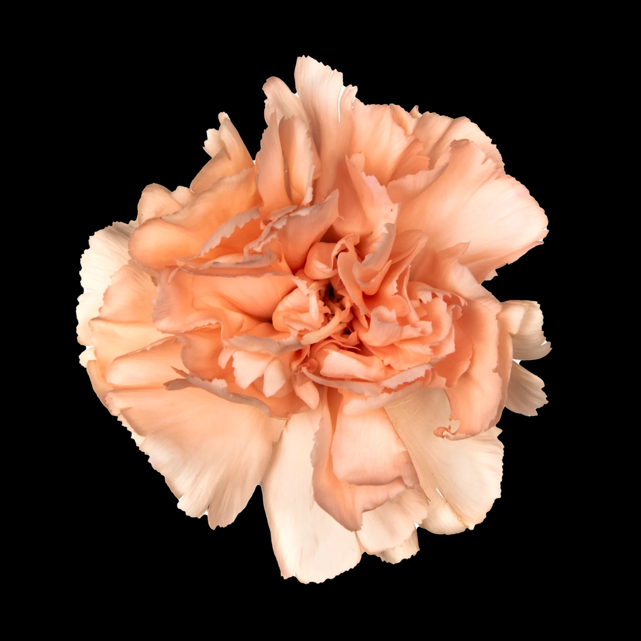 wholesale carnations